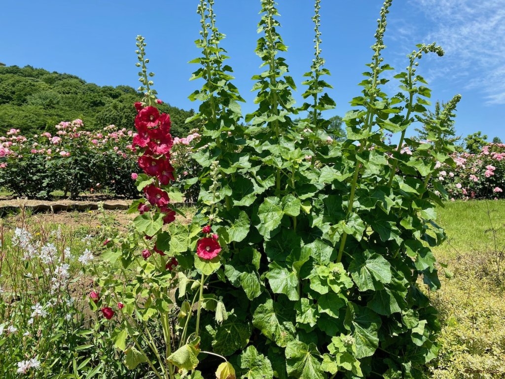 タチアオイ 葵 の花言葉 怖い意味がある 花の特徴や開花時期は Greensnap グリーンスナップ