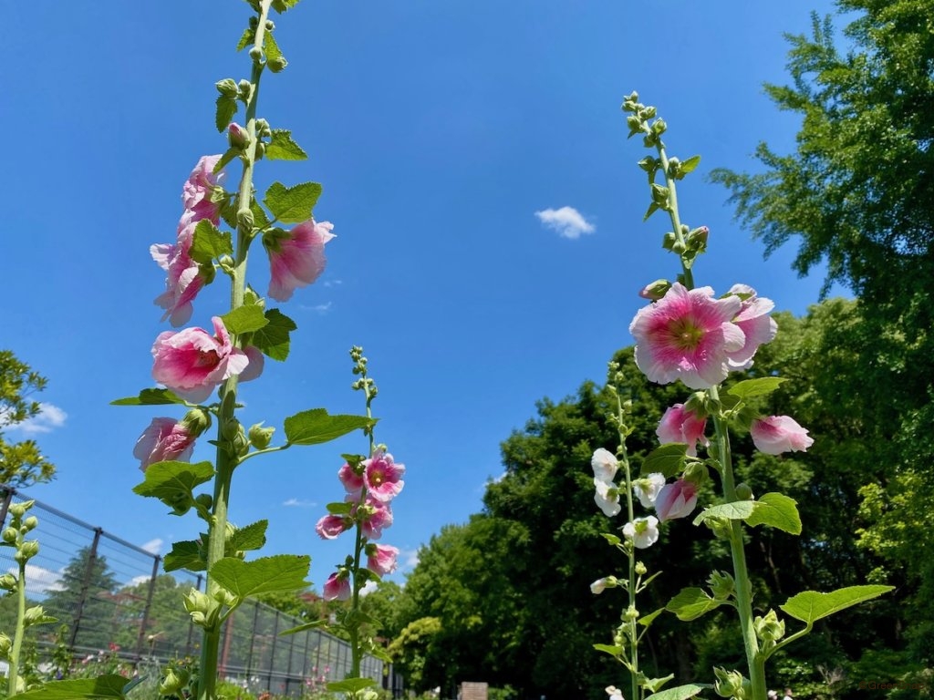 タチアオイ 葵 の花言葉 怖い意味がある 花の特徴や開花時期は Greensnap グリーンスナップ