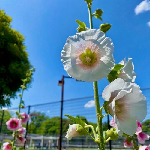 タチアオイ 葵 の花言葉 怖い意味がある 花の特徴や開花時期は Greensnap グリーンスナップ