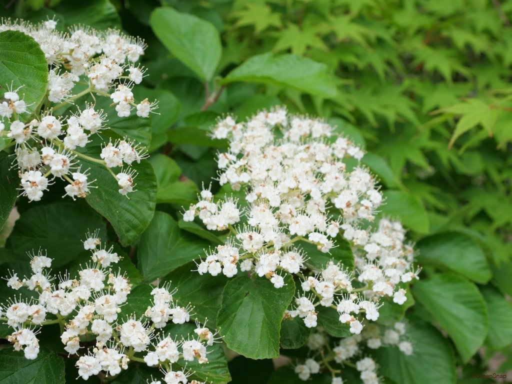 怖い花言葉を持つ花一覧 復讐 呪い 嫌いなどの意味がある花は Greensnap グリーンスナップ