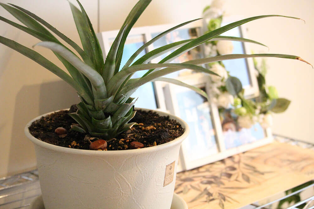 パイナップル　プランター