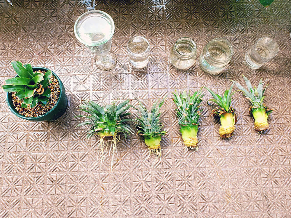 パイナップルの水耕栽培 食べ終えたヘタを再生できる 水挿しの方法は Greensnap グリーンスナップ