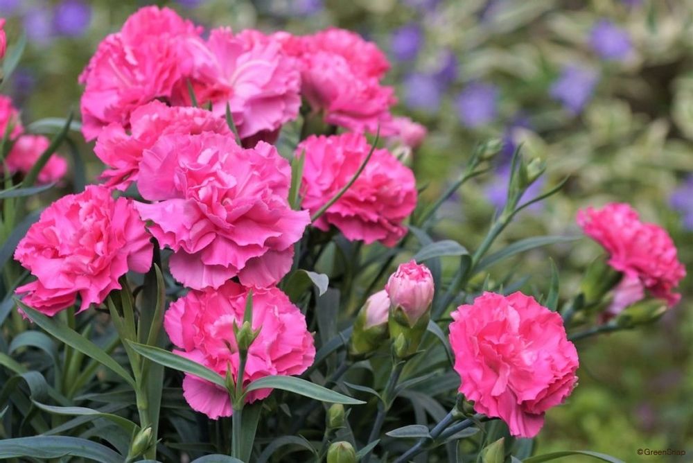 ピンクのカーネーション