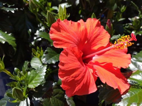 夏の花の写真一覧 開花時期別に 夏に咲く花の名前を見てみよう Greensnap グリーンスナップ