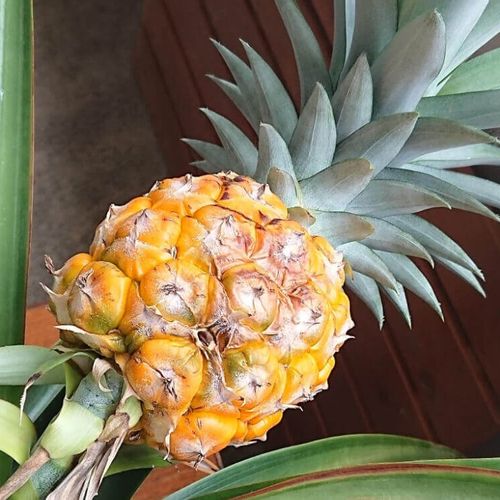 パイナップルの栽培 育て方 鉢植えに植える方法は 土や肥料の配合は Greensnap グリーンスナップ パイナップルの栽培 育て方 鉢植えに植える方法は 土や肥料の配合は Greensnap グリーンスナップ