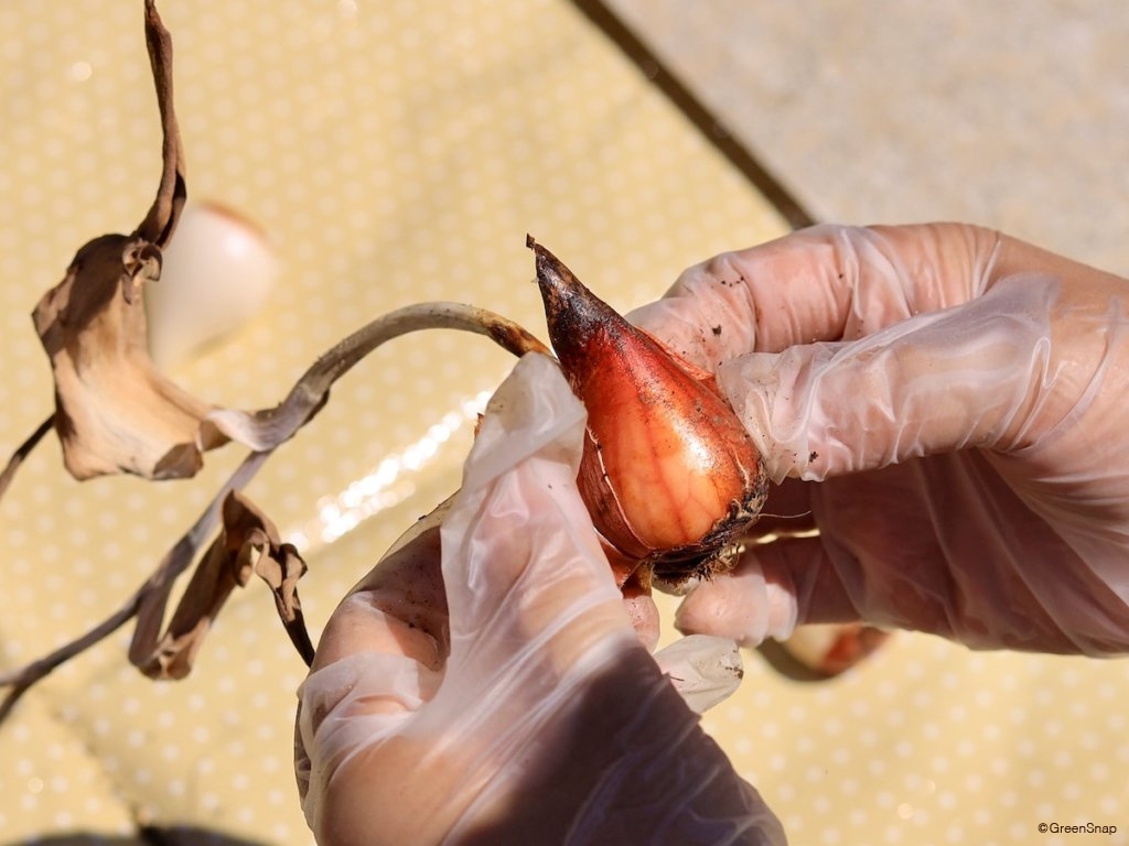 チューリップ 球根の葉と根を取り除く