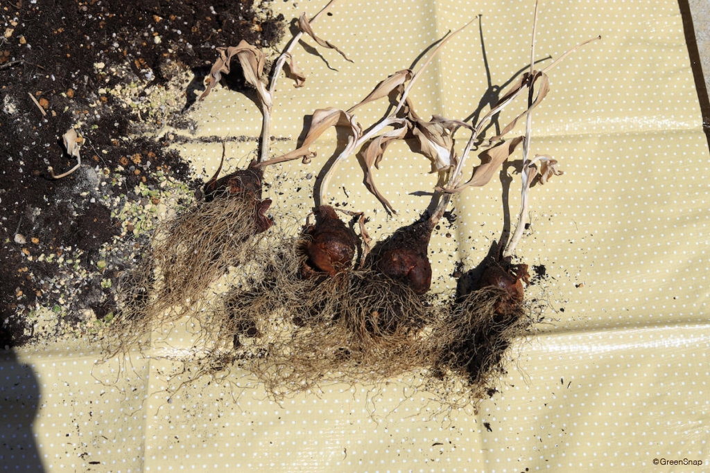 チューリップ 球根 掘り上げ