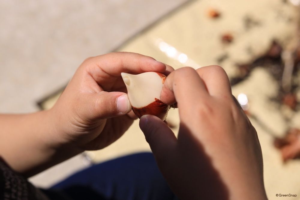 チューリップ 球根