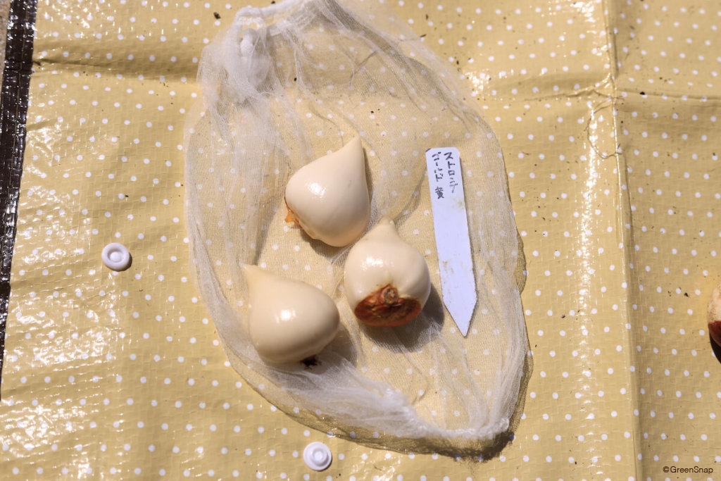 チューリップ 球根