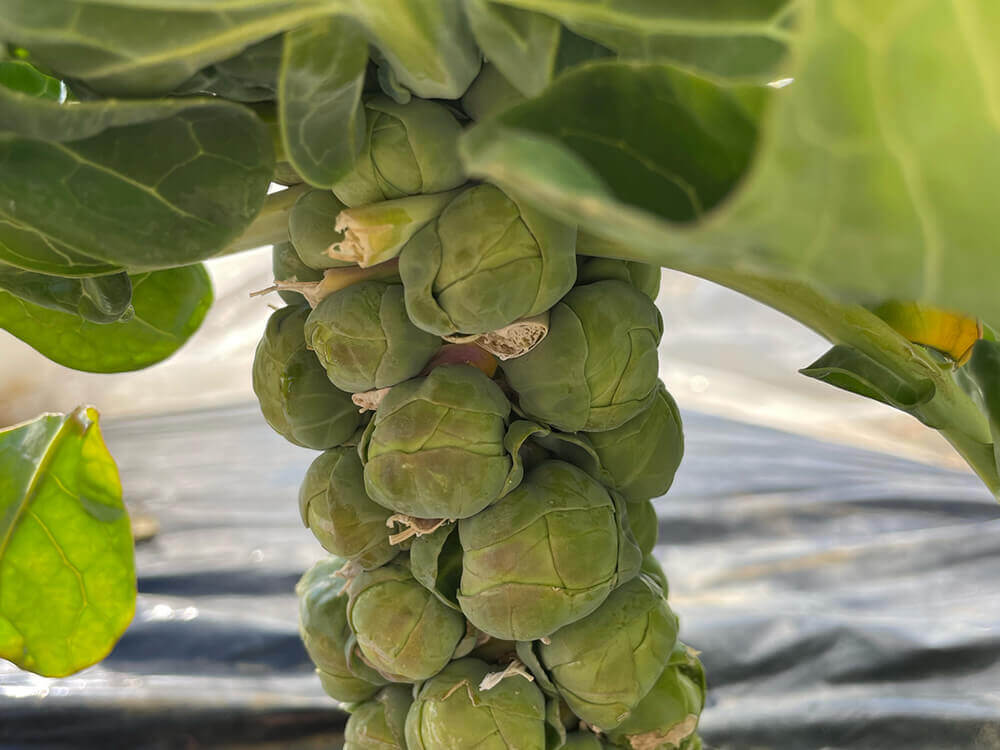 芽キャベツの育て方 プランター栽培の方法は 葉かきのコツや収穫時期は Greensnap グリーンスナップ