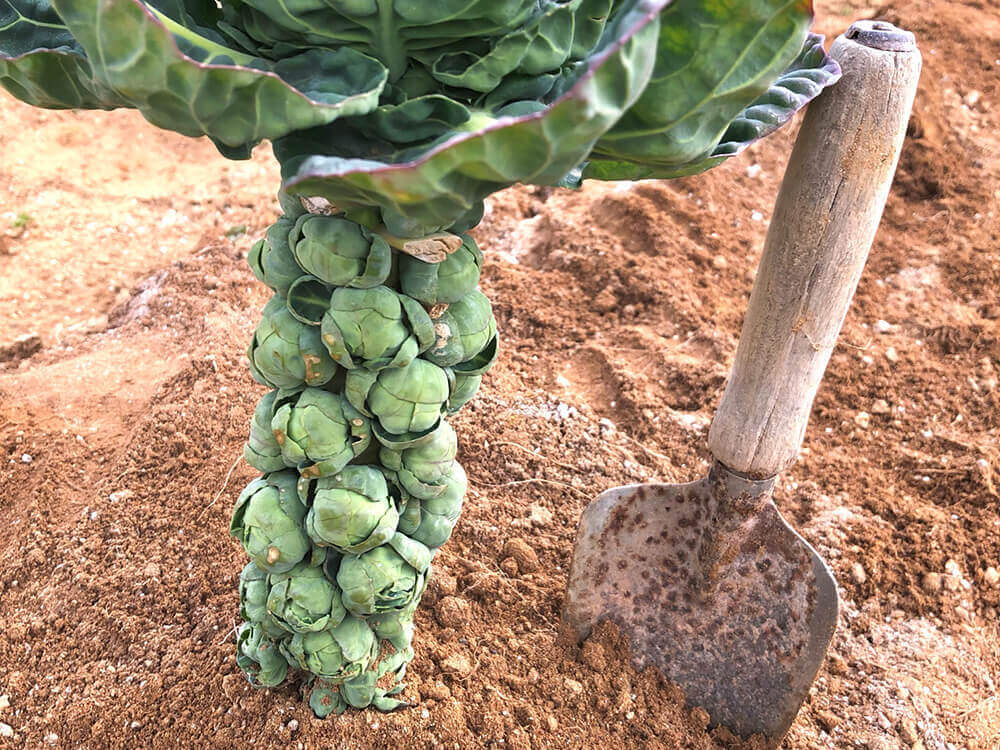 芽キャベツの育て方 プランター栽培の方法は 葉かきのコツや収穫時期は Greensnap グリーンスナップ
