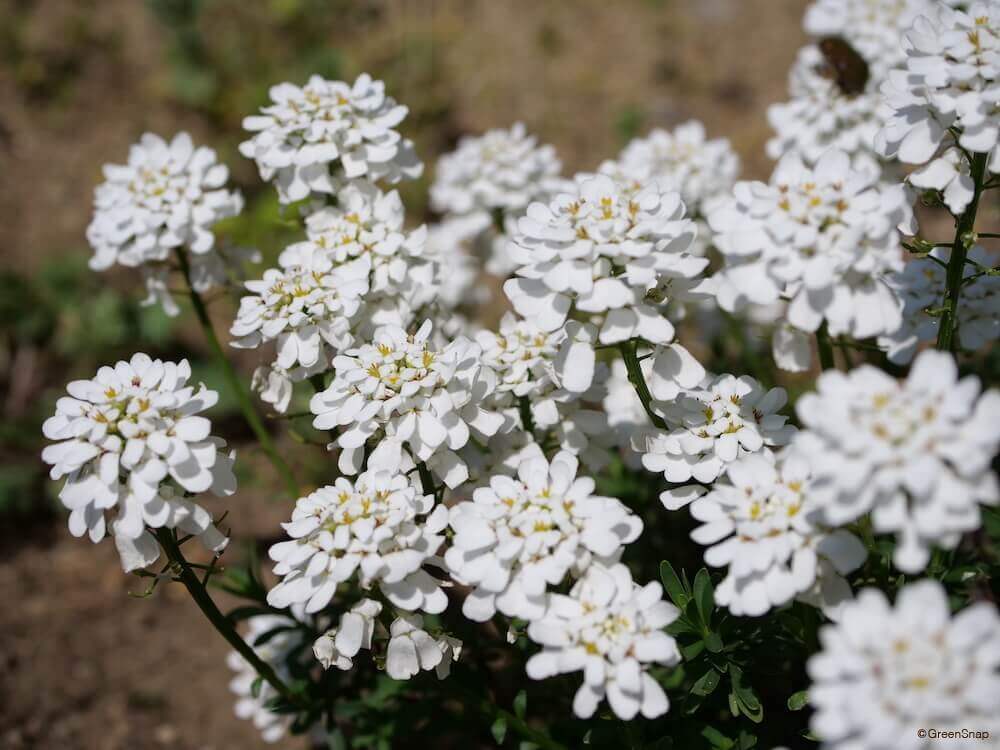 愛の花言葉をもつ花一覧 恋愛や片想い 初恋の好きな気持ちが伝わる花は Greensnap グリーンスナップ