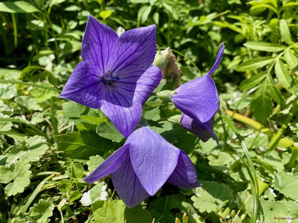 キキョウ　青紫