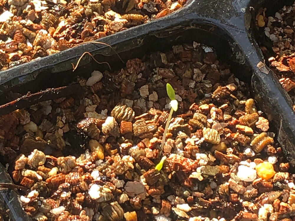 セロリ　種まき