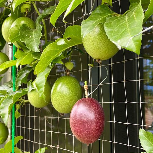 パッションフルーツの育て方 受粉と摘心の方法は 種から栽培して収穫できる Greensnap グリーンスナップ
