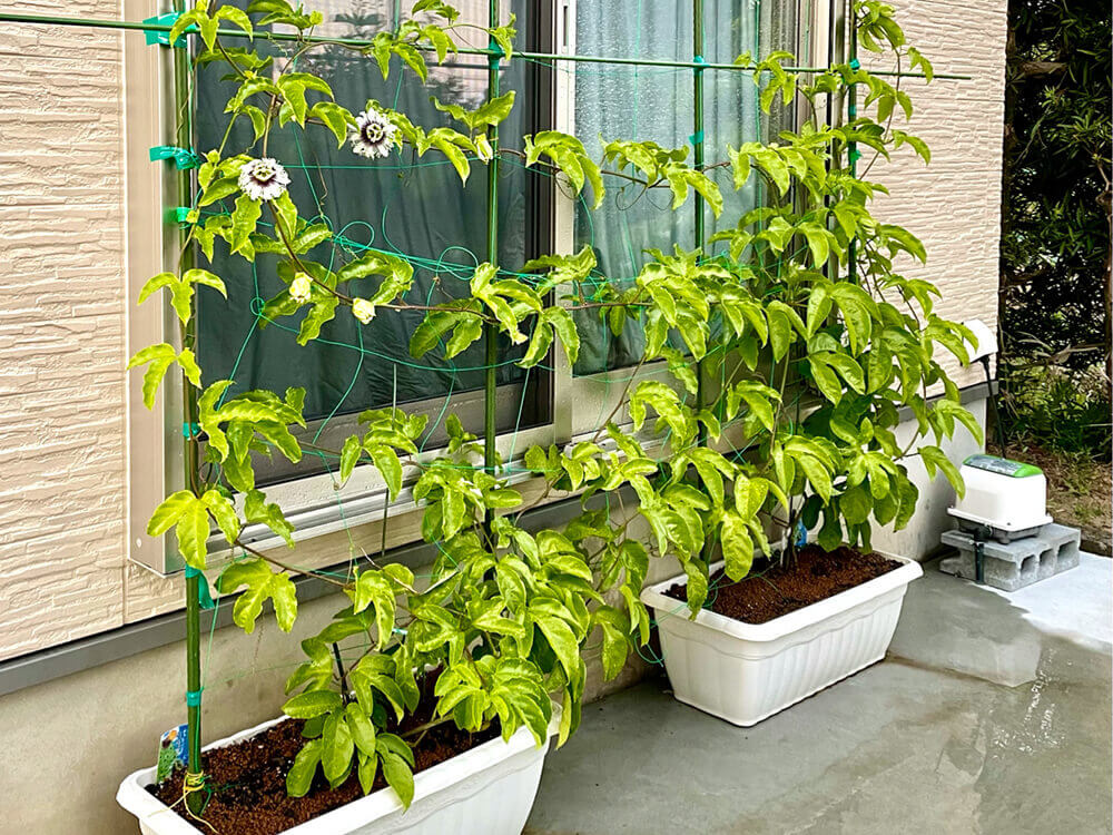 パッションフルーツの育て方 受粉と摘心の方法は 種から栽培して収穫できる Greensnap グリーンスナップ