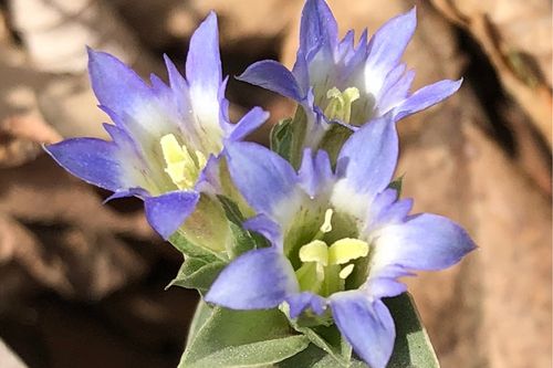 怖い 花言葉をもつ花26選 復讐 呪いの意味がある花は Greensnap グリーンスナップ