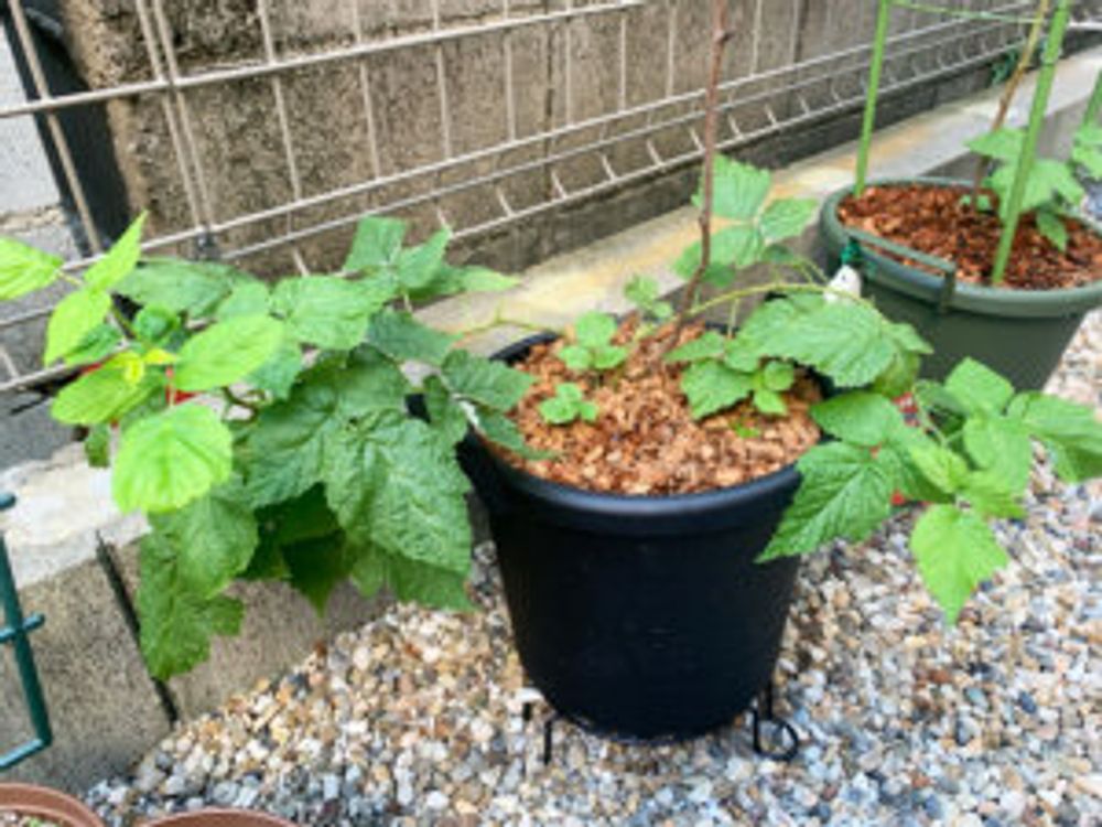 イエローラズベリー　鉢植え