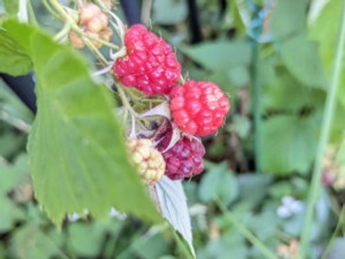 ラズベリーは植えてはいけないの 理由や植える場合の気をつけるポイントは Greensnap グリーンスナップ