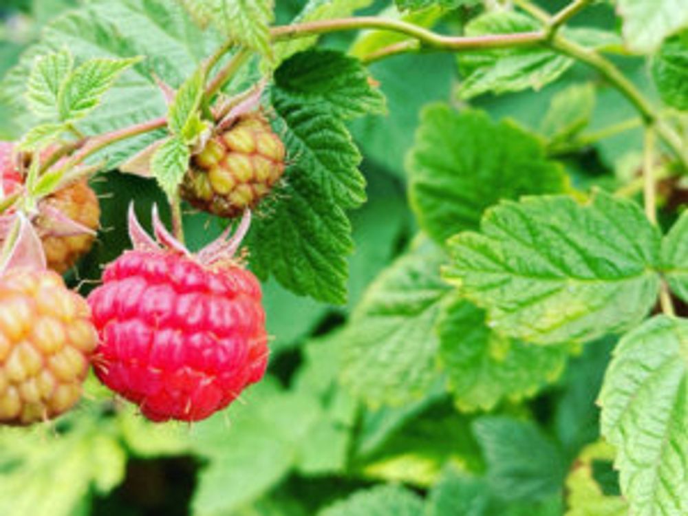 ラズベリー　実