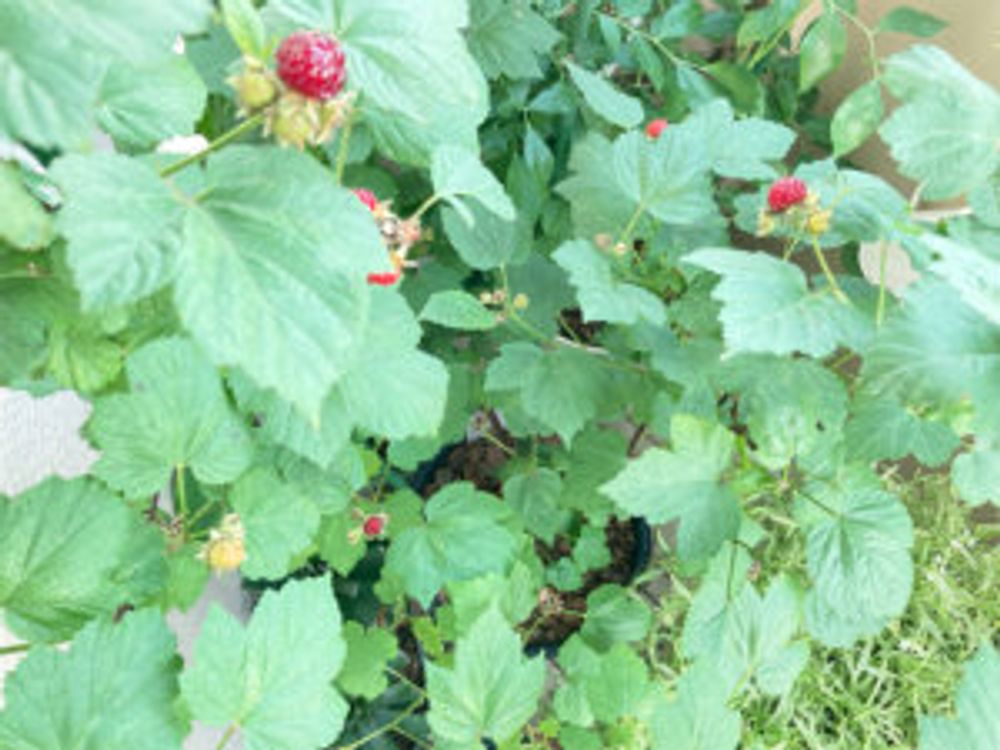 ラズベリー　繁殖