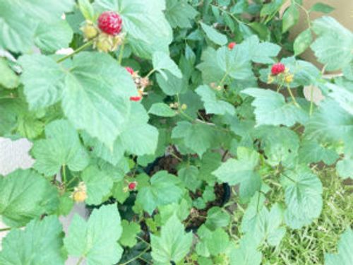 ラズベリーは植えてはいけないの 理由や植える場合の気をつけるポイントは Greensnap グリーンスナップ