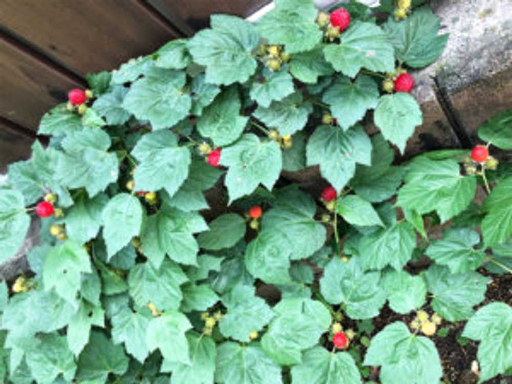 ラズベリー　誘引