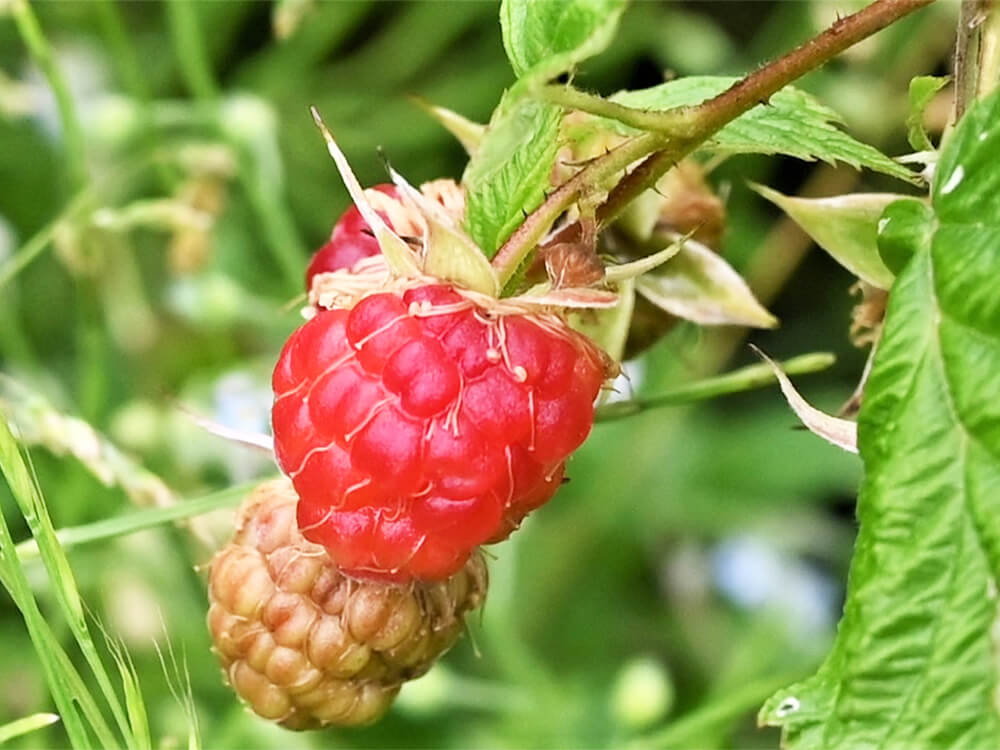 ラズベリーは植えてはいけないの 理由や植える場合の気をつけるポイントは Greensnap グリーンスナップ