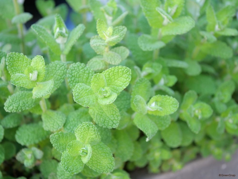 アップルミント