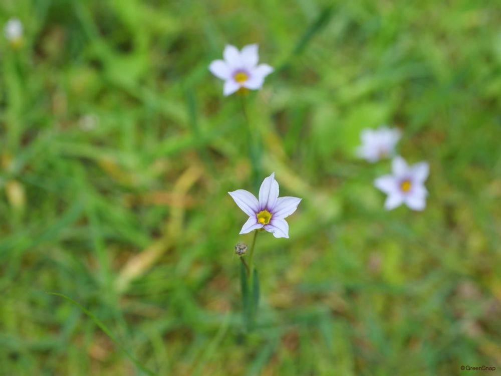 ニワゼキショウ