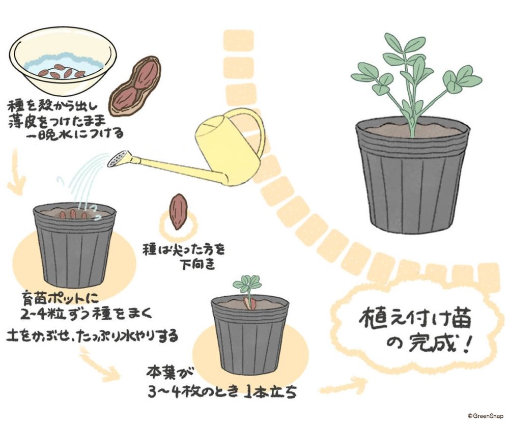 落花生 種まき イラスト