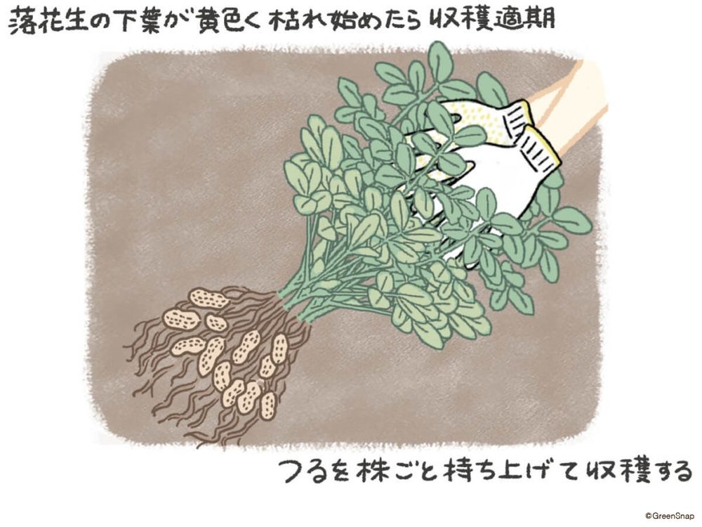 落花生 収穫 イラスト