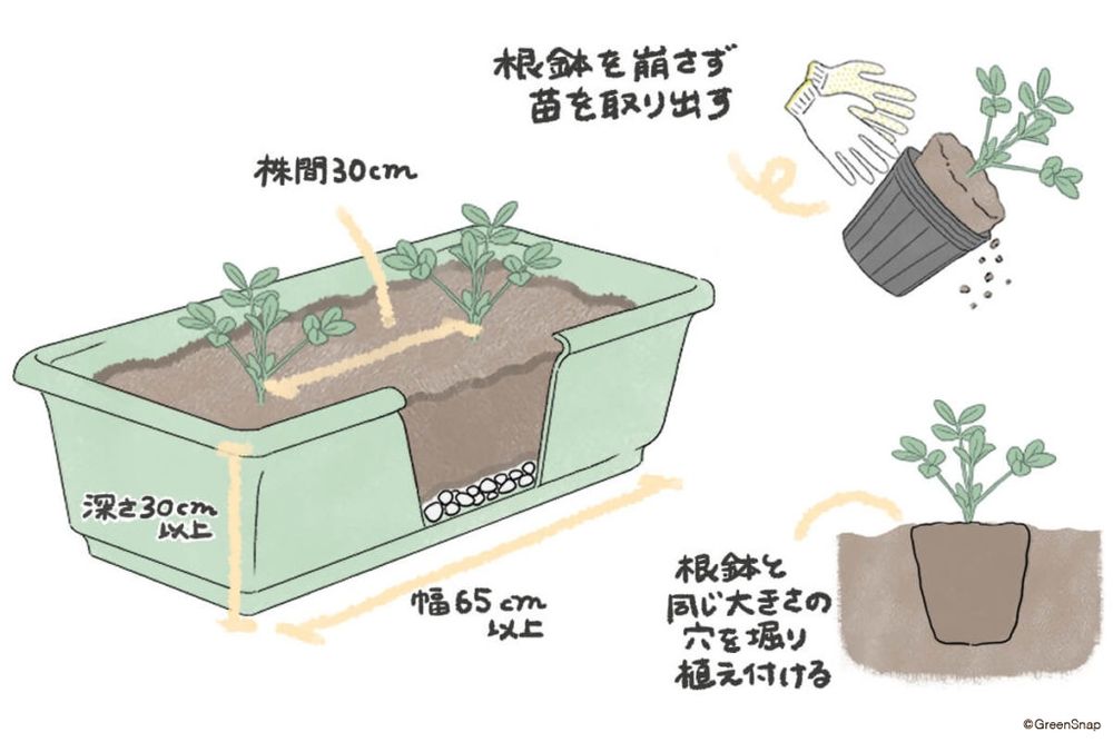 落花生 植え方 プランター イラスト