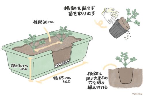 落花生の育て方 種まき時期や種を植える向きは プランター栽培もできる Greensnap グリーンスナップ