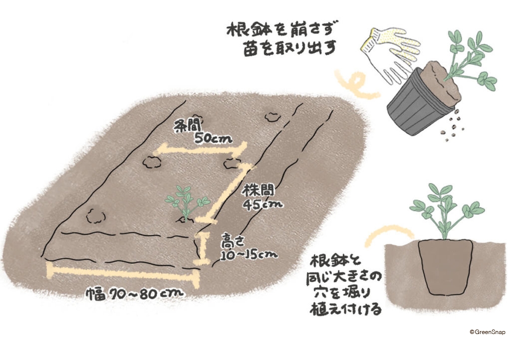 落花生　植え方　地植え　イラスト