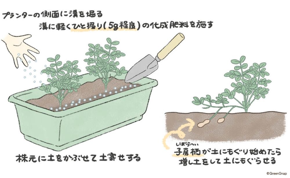 落花生 追肥・土寄せ プランター イラスト