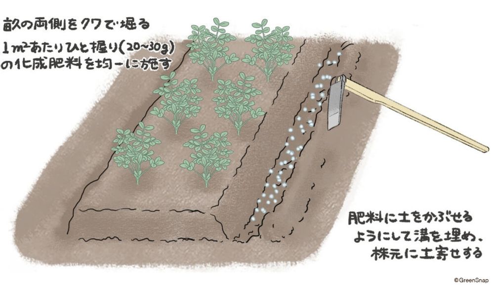 落花生 追肥・土寄せ 地植え イラスト