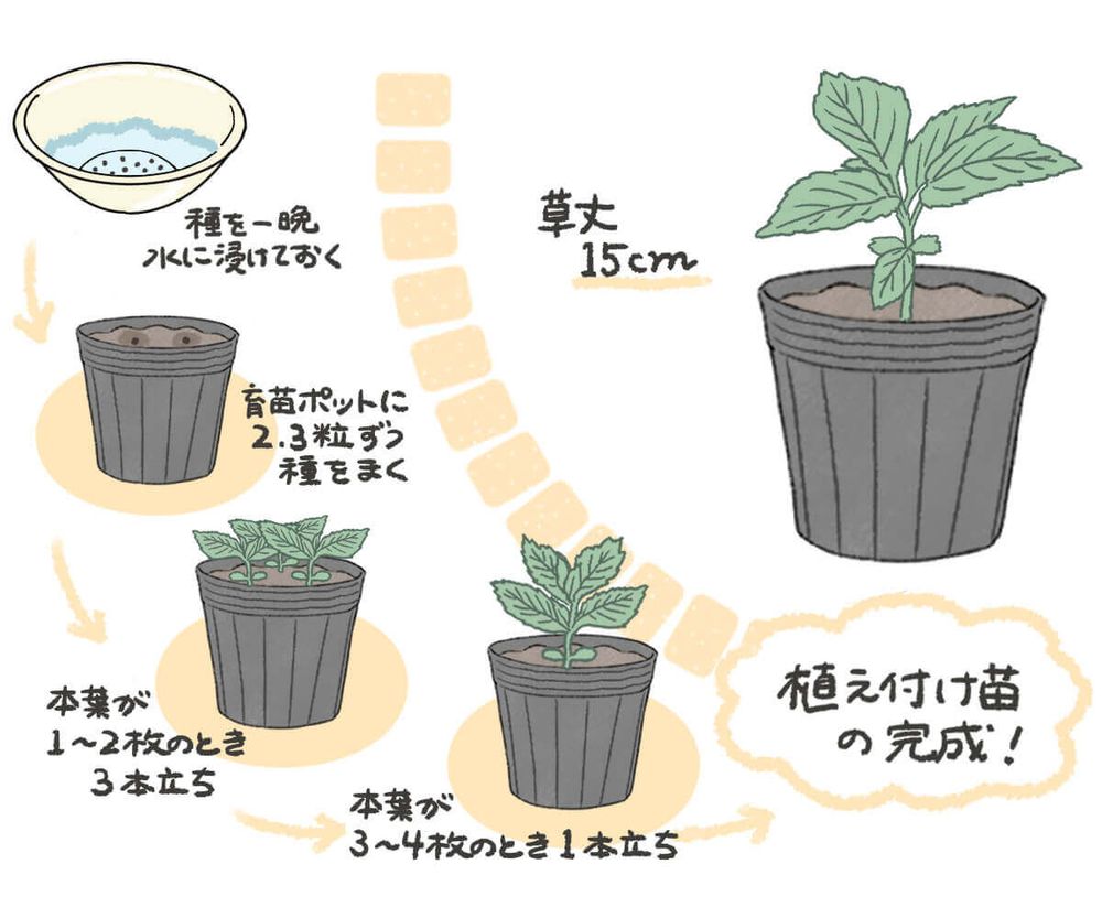 モロヘイヤ 種まき イラスト