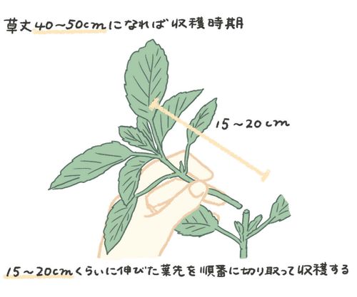 モロヘイヤの育て方 種まきや苗植えの時期は プランター栽培もできる Greensnap グリーンスナップ