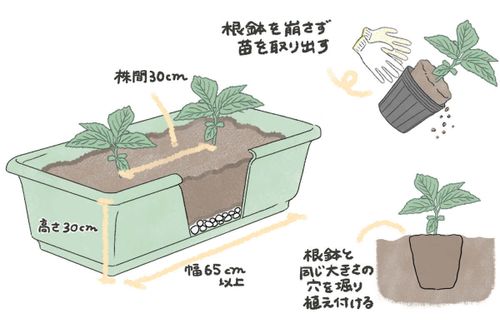 モロヘイヤの育て方 種まきや苗植えの時期は プランター栽培もできる Greensnap グリーンスナップ