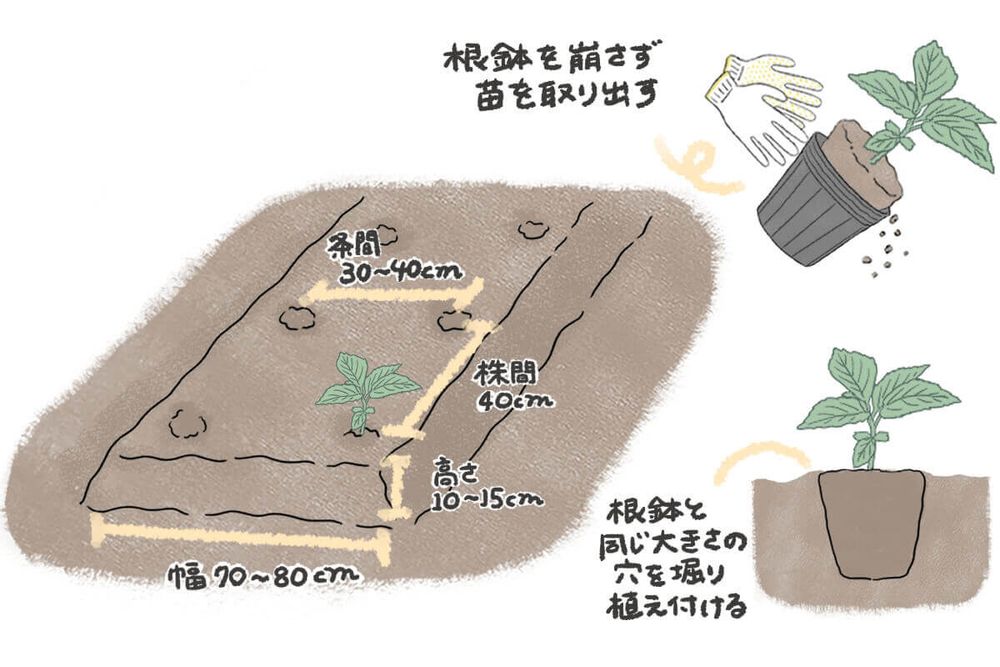 モロヘイヤ 植え方 地植え イラスト