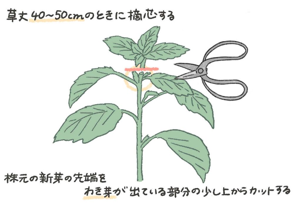 モロヘイヤ 摘心 イラスト