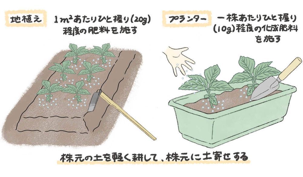 モロヘイヤ 肥料・追肥 イラスト