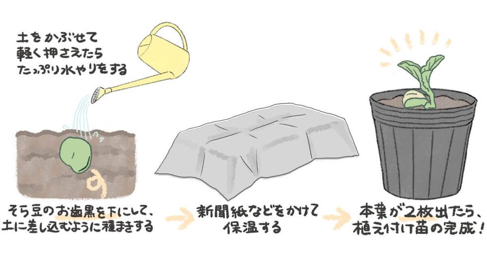 そら豆 種まき イラスト