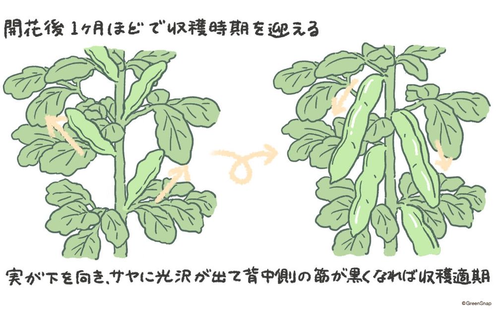 そら豆 収穫 イラスト