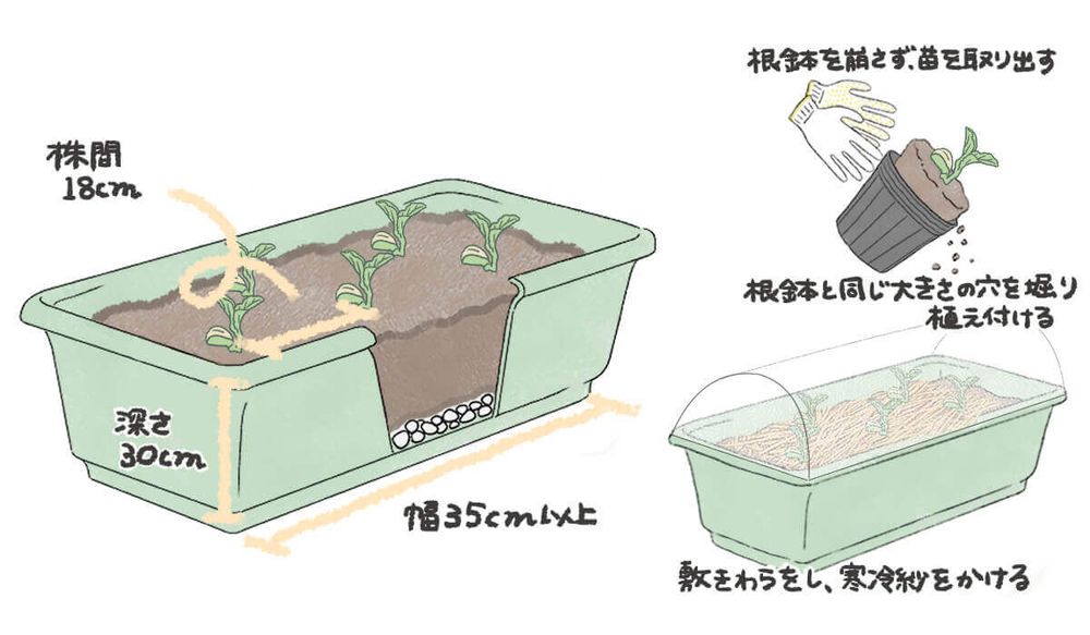 そら豆 植え付け プランター イラスト