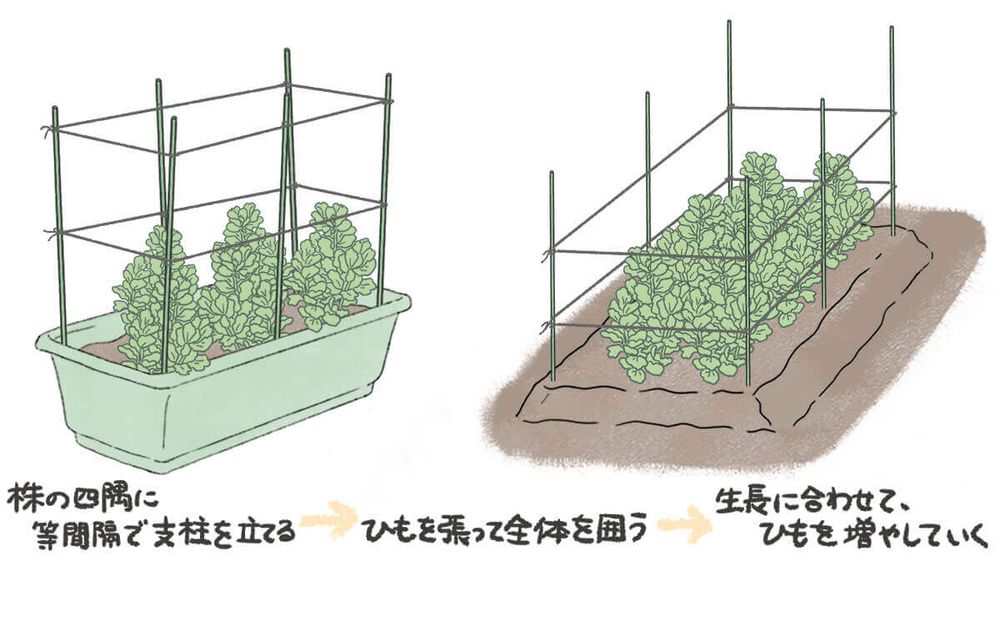 そら豆 植え付け 支柱 イラスト