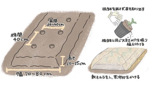 そら豆 空豆 の栽培 育て方 収穫時期はいつ 種まきや摘心の方法は Greensnap グリーンスナップ