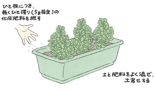 そら豆 空豆 の栽培 育て方 収穫時期はいつ 種まきや摘心の方法は Greensnap グリーンスナップ