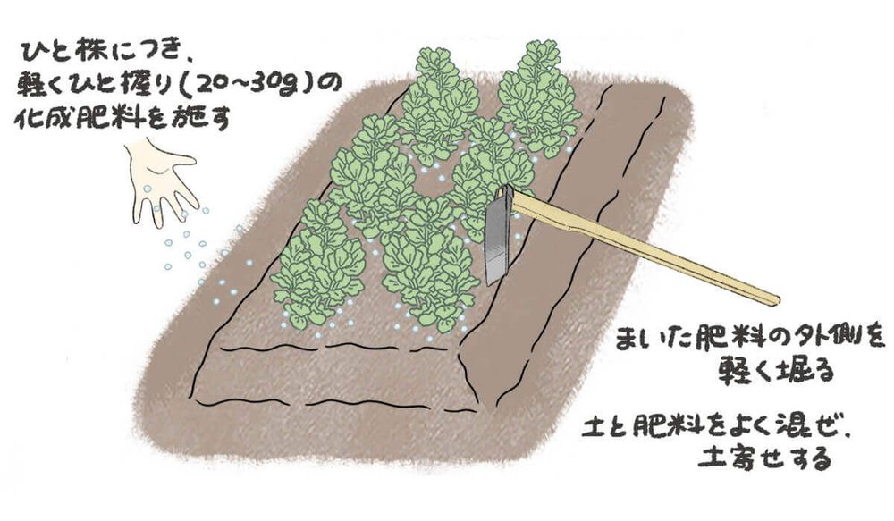 そら豆 追肥・土寄せ 地植え イラスト